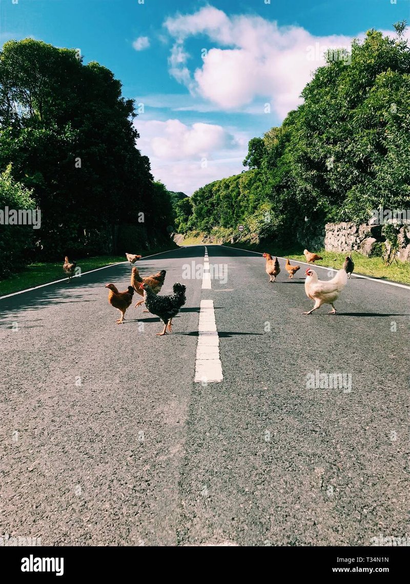 Chicken road game in Spain