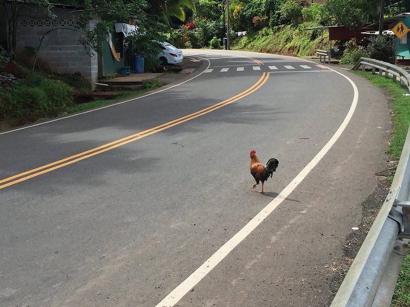Chicken road spel in Netherlands